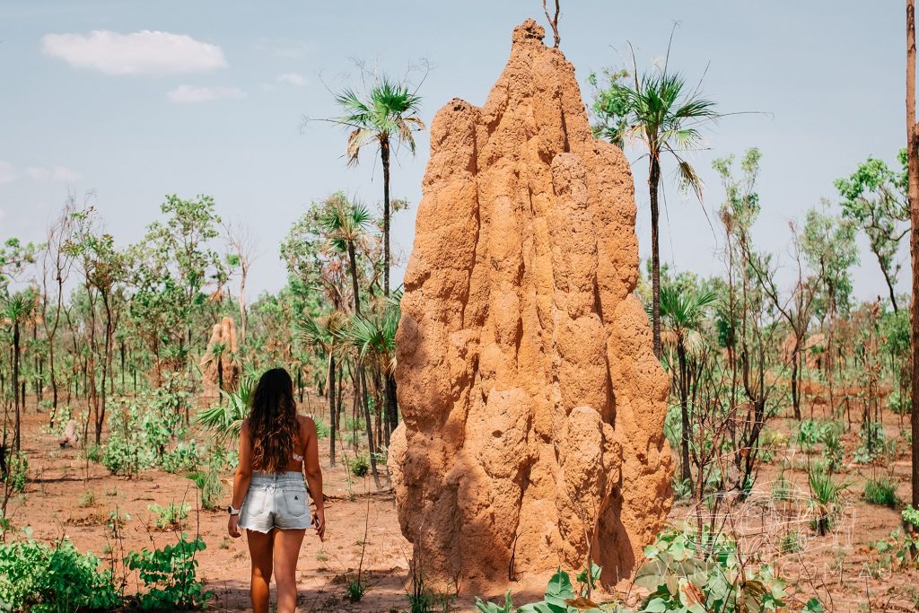 Magnetic Termite Mounds - Litchfield National Park